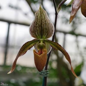 Paphiopedilum Hampshire Zoo