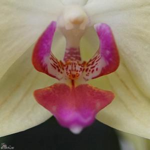 Phalaenopsis Fuller's Sunset