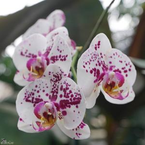 Phalaenopsis Gan Lin Fairy