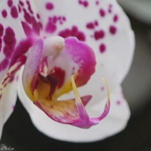 Phalaenopsis Gan Lin Fairy