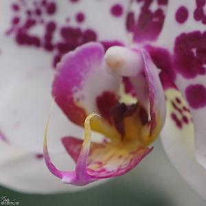 Phalaenopsis Gan Lin Fairy