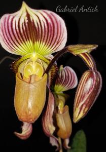 <i>Paphiopedilum</i> crossi-Dark Spell