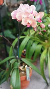 Phalaenopsis OX Golden Apple