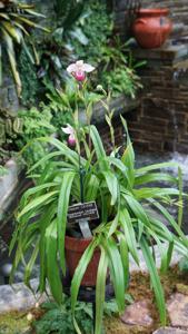 Phragmipedium Cardinale