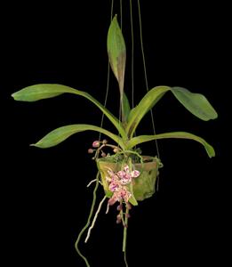 Rhynvandopsis Memoria Mary Nattrass