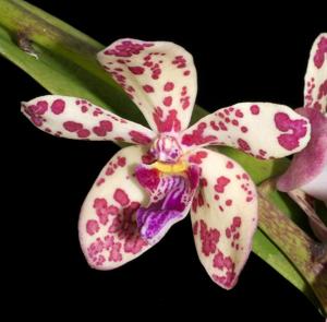 Rhynvandopsis Memoria Mary Nattrass