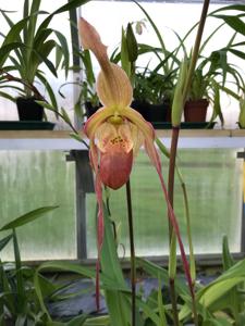 Phragmipedium Mourier Point