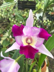 Laeliocattleya Miss Wonderful