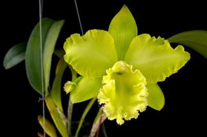 Rhyncholaeliocattleya Sung Ya Green