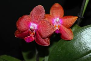 Phalaenopsis Pingtung Bronze Age