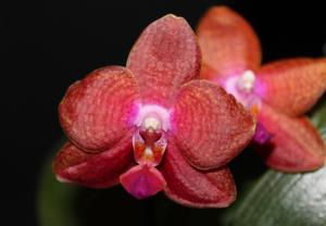 Phalaenopsis Pingtung Bronze Age