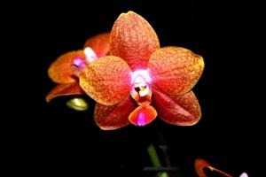 Phalaenopsis Pingtung Bronze Age