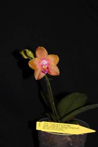 Phalaenopsis Pingtung Bronze Age