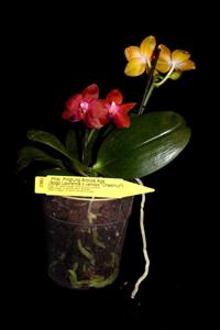 Phalaenopsis Pingtung Bronze Age