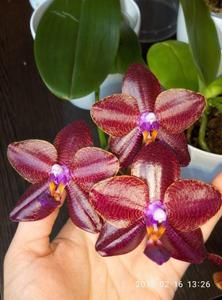 Phalaenopsis Mituo Sun King