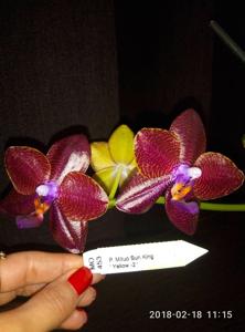 Phalaenopsis Mituo Sun King