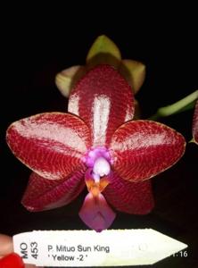 Phalaenopsis Mituo Sun King