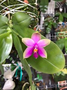 Phalaenopsis Samera