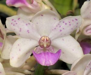 Rhynchostylis Kultana