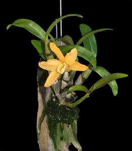 Dendrobium Uni-Scabri