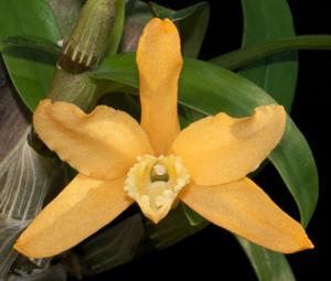 Dendrobium Uni-Scabri