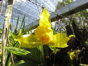 Lycaste Agnette