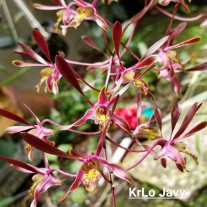 Dendrobium Tiny Twister