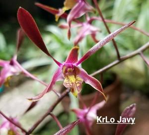 Dendrobium Tiny Twister