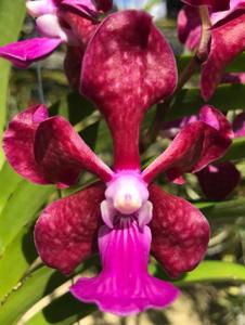 Vanda Addison's Angels