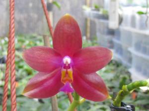 Phalaenopsis TH Lola GIrl