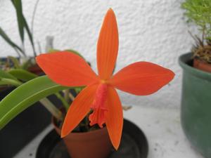 Cattleya Psyche