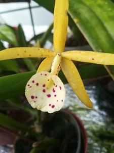 Brassocattleya Yellow Bird