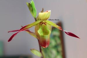 Phragmipedium Sorcerer's Apprentice