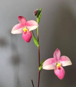 Phragmipedium Hanne Popow