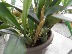 Coelogyne Intermedia