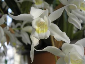 Coelogyne Intermedia