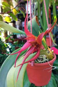 Bulbophyllum Karen Lewis
