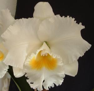 Rhyncholaeliocattleya Chincogan Summit