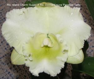 Rhyncholaeliocattleya Glenlee Fantasy