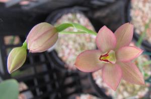 Thelymitra Queen Adelaide