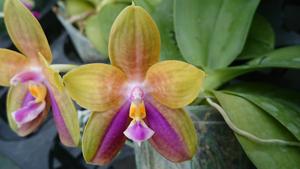 Phalaenopsis Mituo King Star