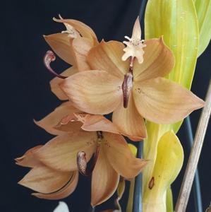 Cycnoches William Clarke