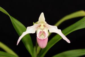 Phragmipedium Silver Eagle