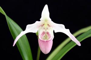 Phragmipedium Silver Eagle