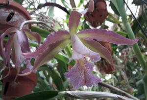 Rhyncholaeliocattleya Helen