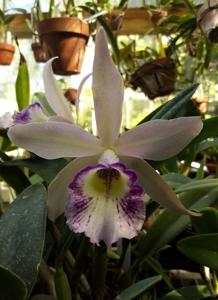 Brassocattleya Clear Stars