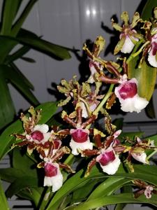 Oncidium Ron's Rippling Delight