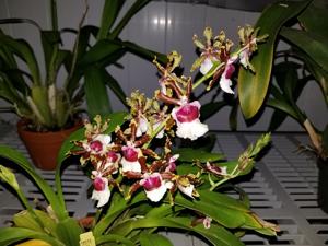 Oncidium Ron's Rippling Delight