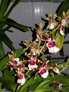 Oncidium Ron's Rippling Delight