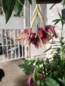 Coryhopea Red Martian